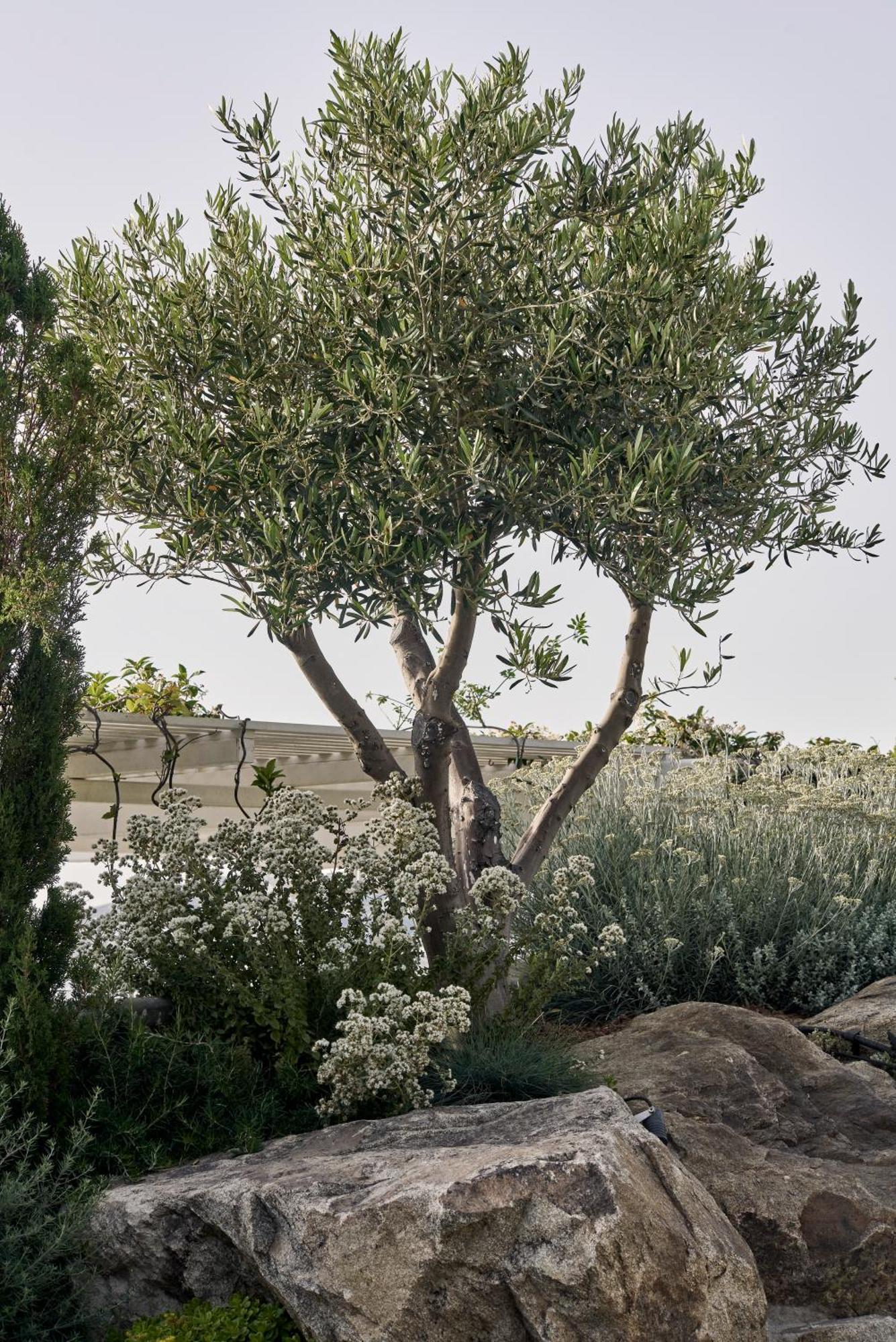 Myconian Kyma, A Member Of Design Hotels Mykonos Town Buitenkant foto